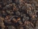 ГАБА &amp;quot;Грушевый сад&amp;quot;, &amp;quot;ААА&amp;quot;, (Улун Красной Воды), 2025 г.