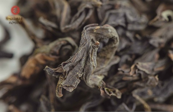 Цзинь Бьен Ци Лань &amp;quot;ААА&amp;quot; (Чудесная Орхидея)