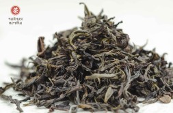 Цзинь Бьен Ци Лань &amp;quot;ААА&amp;quot; (Чудесная Орхидея)