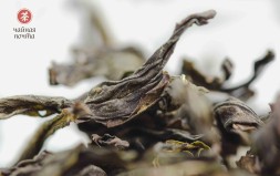 Цзинь Бьен Ци Лань &amp;quot;ААА&amp;quot; (Чудесная Орхидея)