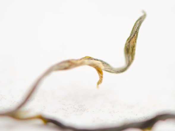 Гречишный чай, Ку Цяо Май (Гречиха), 15 пирамидок по 3г.