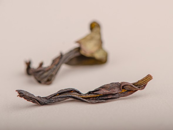 Чэнь Мэнь Дань Цун &amp;quot;Старые ворота&amp;quot;, 2024г.