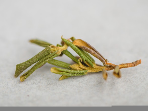 Саган-дайля &amp;quot;Летний&amp;quot; (Сайган Дайля, Белое Крыло Шамана) &amp;quot;ААА&amp;quot;, 2025 г.