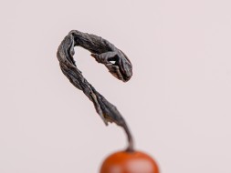 Гао Шань Ци Лань &amp;quot;ААА&amp;quot;, 2024 г.