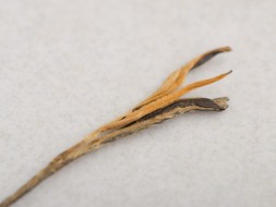 Дянь Хун Сун Чжэнь &amp;quot;АА&amp;quot; (Сосновые Иглы), 2024г.