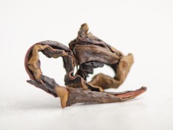 Квеври чай (Красный ГАБА чай), Озургети, Грузия, 2024г.