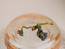 Габа Лишань &amp;quot;Дикая Орхидея&amp;quot;, Тайвань