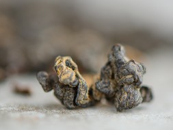 ГАБА &amp;quot;Атомик Peach Edition&amp;quot;,  AA, 2024г.