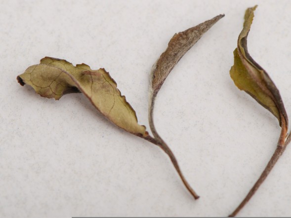 Лао Бай Ча (Старый Органический Белый Чай), Грузия (Имеретия), 2019 г.