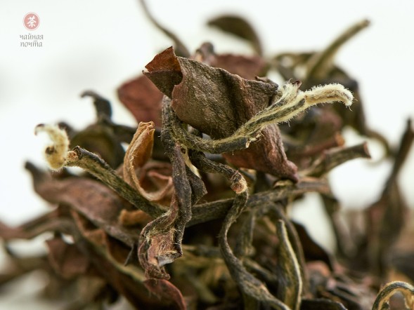 Дун Фан Мэй Жень, 2025 г., Таиланд