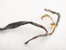 Копченый красный &amp;quot;Лапсанг Сушидзе&amp;quot;, Хони, Грузия, 2025 г.