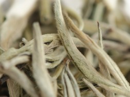 Гу Шу Бай Я "АА" (Белые Почки с Древних Деревьев), Юньнань, 2024 г.