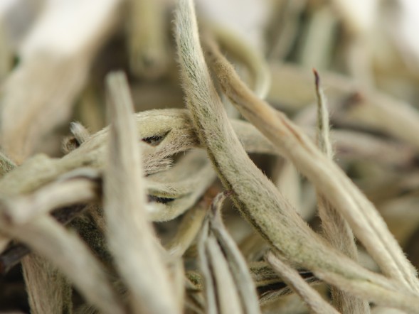 Гу Шу Бай Я &amp;quot;АА&amp;quot; (Белые Почки с Древних Деревьев), Юньнань, 2024 г.