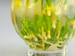 Ростки Лотоса