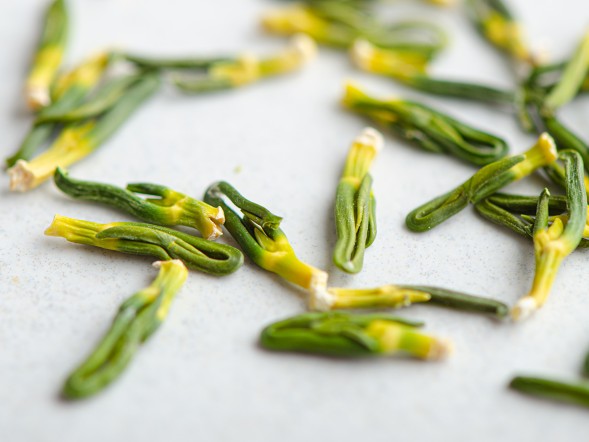 Ростки Лотоса