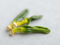 Ростки Лотоса