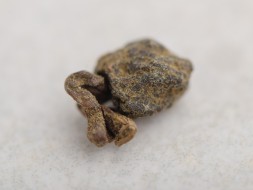 Жень Шень Улун &amp;quot;ААА&amp;quot;, 2025 г.